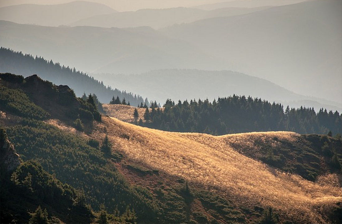 Sip Like a Pro: Cupping Protocol and Forms